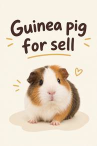 Guinea Pig for Sale