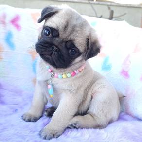 pug j