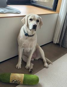 Labrador