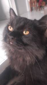 ragdoll mix munchkin parsi