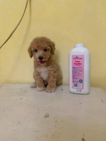Tinytoy Poodle