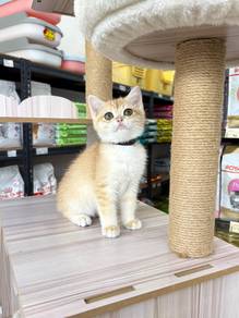 Bsh golden shaded kitten