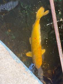 IKAN KOI 15-17 inci (3 ekor )