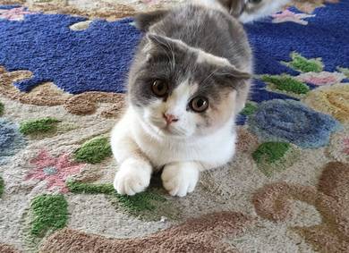 Kucing munchkin 