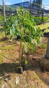 pokok kedondong 