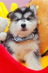 Wooly Huksy