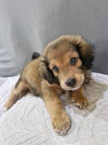 Poodle mix Australian shepherd puppies for sale