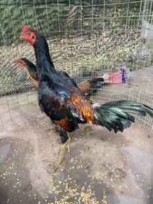 ayam pama