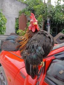 ayam serama 