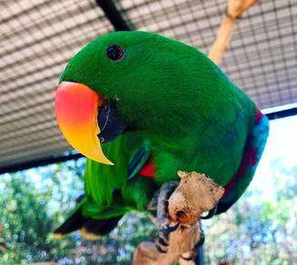 Burung eclectus parrot