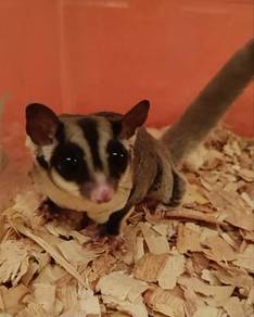 Normal Sugar Glider