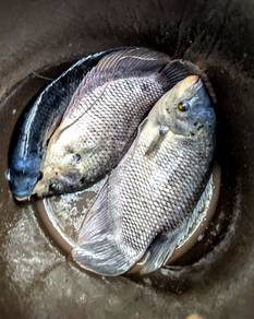 Ikan Kaloi Segar - Ready Stock, Bestari Jaya