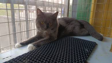 British Shorthair (BSH)
