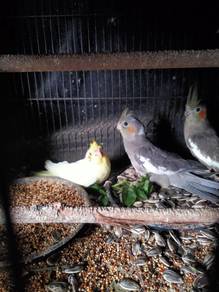 anak cockatile 