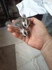 Sugar Glider Joey Jantan (Male)