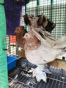 beautiful india fantail pigeon import 🕊️✈️ 