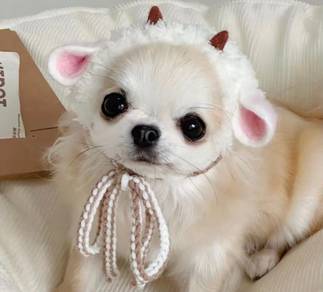 CHIhuahua