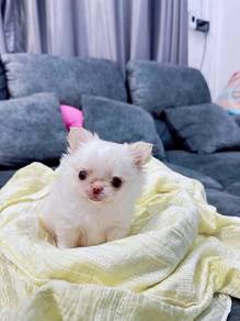 cream white long hair chiwawa -Boy