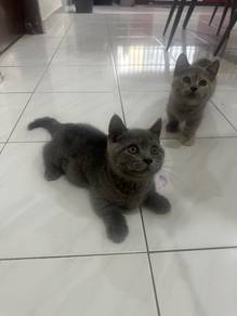 BSH muckhin