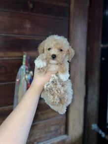 maltipoo puppy6