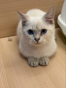 Munchkin
