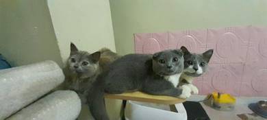 BSH kitten