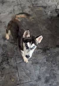 Siberian Husky female puppy