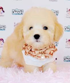 Maltipoo