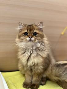 British Long Hair Golden Cat for sale