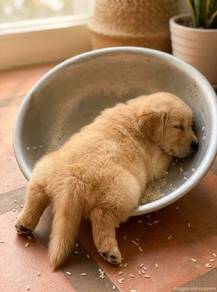 Golden Retriever puppies for sale 🐶