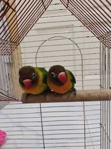 sepasang  burung