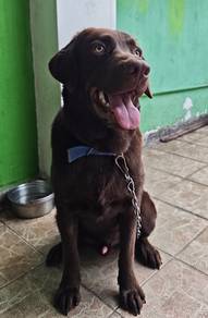 Labrador brownie 