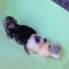 kitten baka persian semiflat