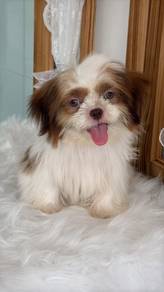 Pure Breed Shih Tzu (Female) 5 months old 纯种西施 女生