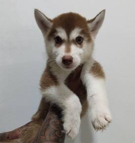 Siberian husky Mix Pups For Sale!! URGENT