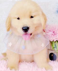 Golden Retriever