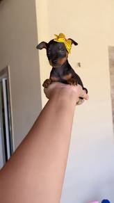 mini pinscher 
