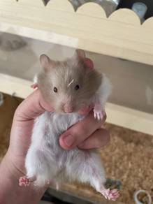 syrian sable red eye