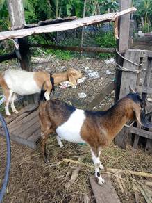 kambing 