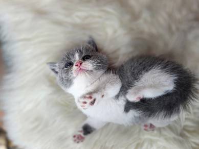 Anak kucing Pure breed bicolour
