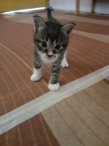 kucing free