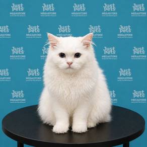 Ragdoll