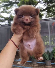 POMERANIAN PUPPIES A224 🌻 Sort of shine