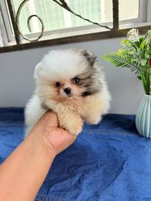 Tiny Pomeranian 