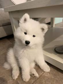 Doll-like Samoyed a snowy white bndle of joy puppy