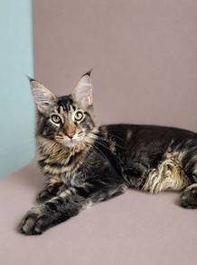 Mainecoon