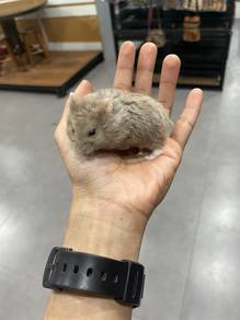 Campbell’s Rex Hamster