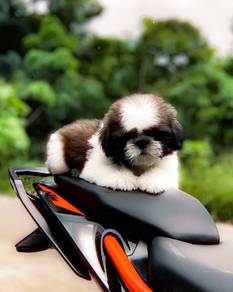shihtuz 7
