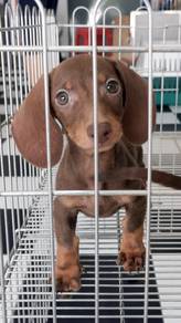 TTUO55 Dachshund cute puppies dogs
