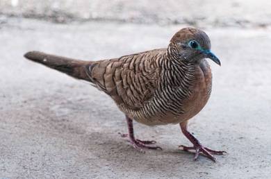 burung marbuk/perkutut